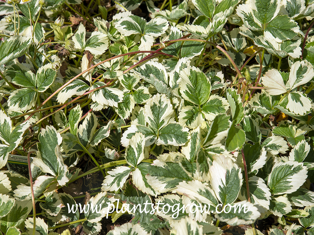 Variegated Alpine Strawberry (Fragaria vesca Variegata)
The red and green runners (stolons) can be seen in this image.